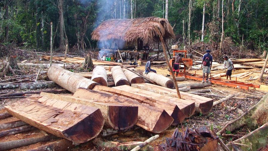 Sawing with a portable sawmill in the jungle